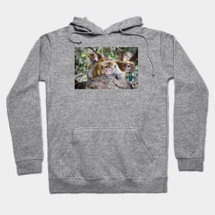 Monkeys / Swiss Artwork Photography Hoodie